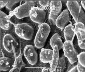 高效生物載體填料納米級微孔